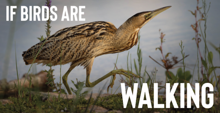 Read more about the article If Birds Are Walking